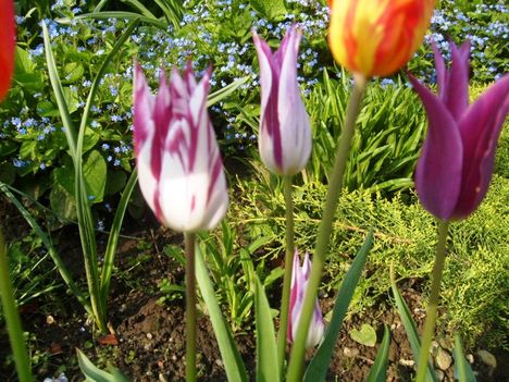 Tulipánok