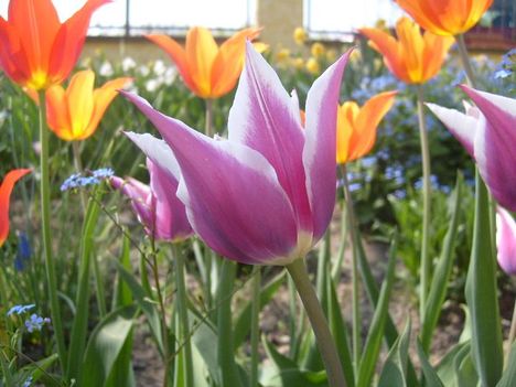 Tulipánok         3