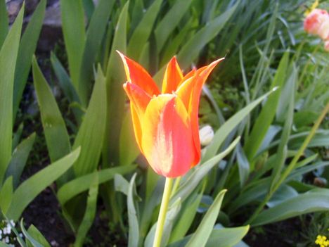 Tulpen   Lilienblütige