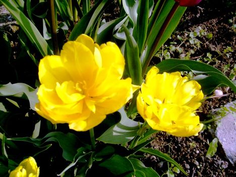 Tulpen  Gefüllte  Double    Gelb