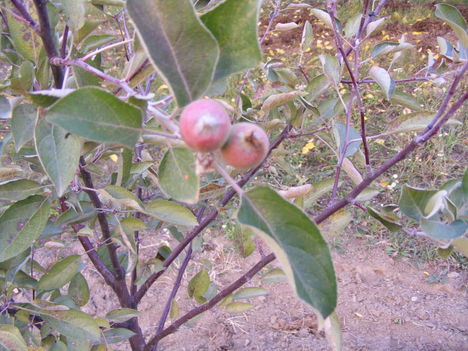 Ezek a kis almák most ősszel lettek a kis fákon