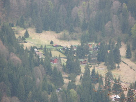 Fekete Göde