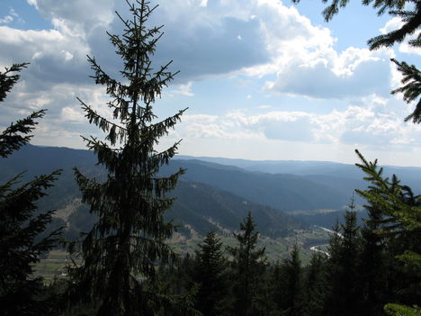Fekete Göde