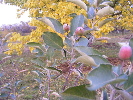 Októberi kis almák a fákon