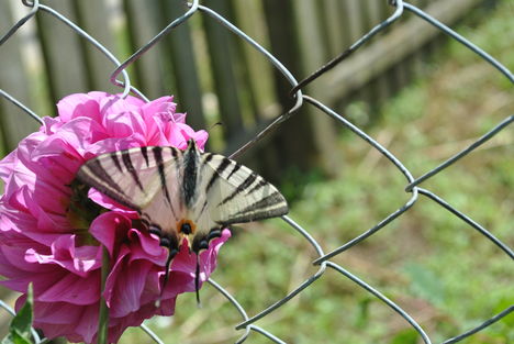 butterfly