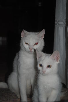 Cats in the dark