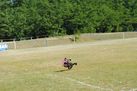 Frisbeedog IV.