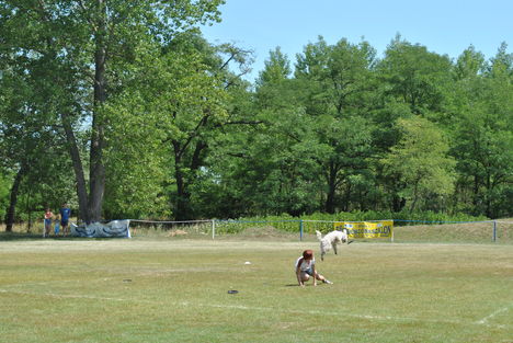 Frisbeedog V.