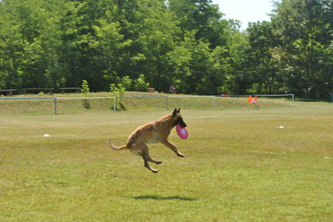 Frisbeedog VI.