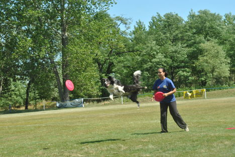 Frisbeedog VIII.