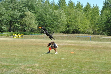 Frisbeedog XI.