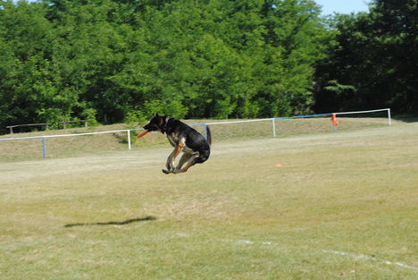 Frisbeedog XII.