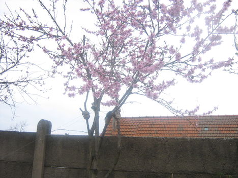 Kép 066