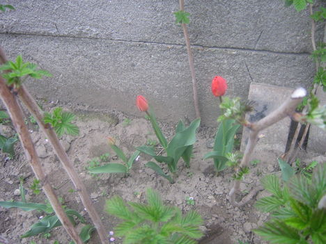 Kép 068