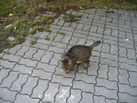 OKTÓBER  27 FELSŐCSATÁR BORUT  2011 005