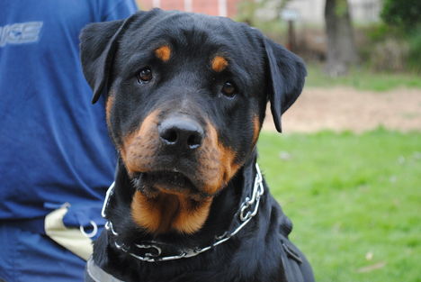 Rottweiler