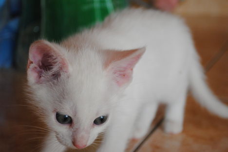 White Cat