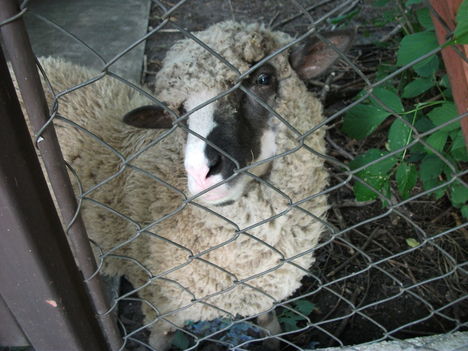 Bárány