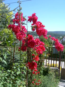 bugenvillea