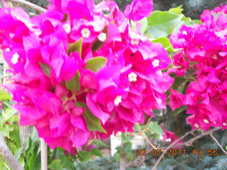 bugenvillea