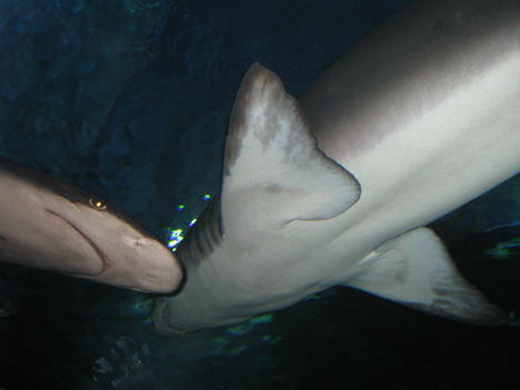 Capak