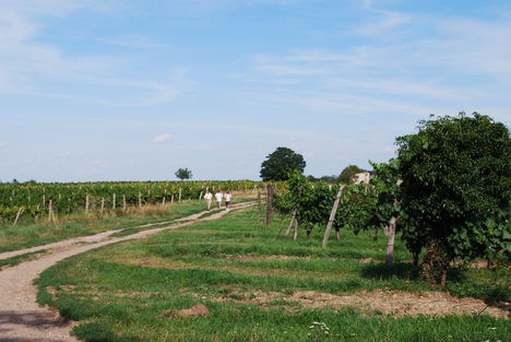kép1 226