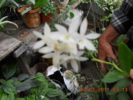 orchidea