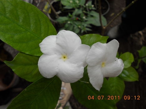 sri lankából