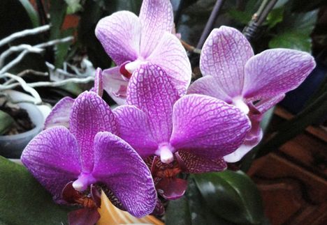 Orchideák 10