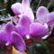 Orchideák 10