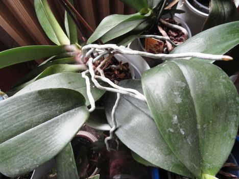 Orchideák 11