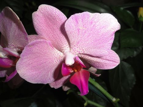Orchideák 13