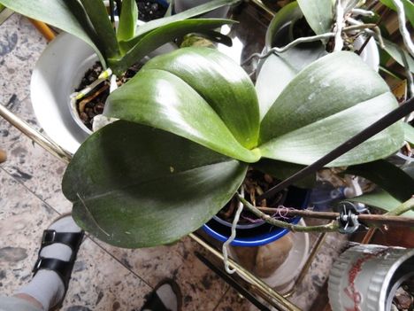 Orchideák 13