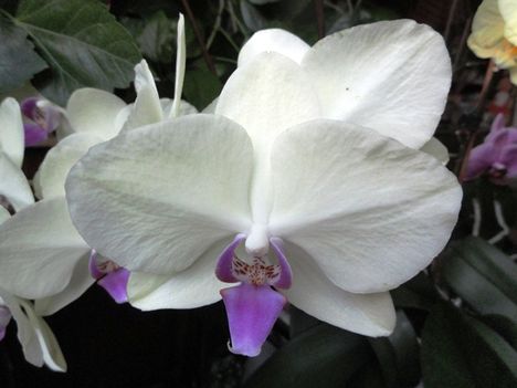 Orchideák 14