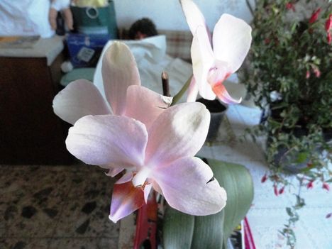 Orchideák 15