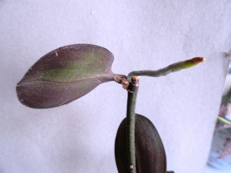 Orchideák 16