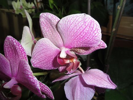 Orchideák 19