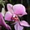 Orchideák 19