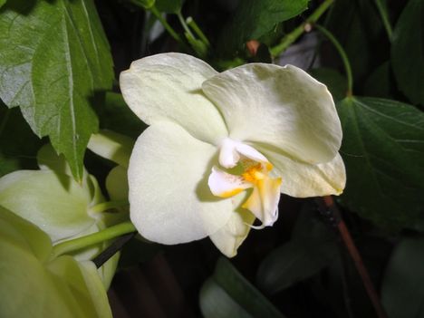 Orchideák 1