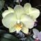 Orchideák 2
