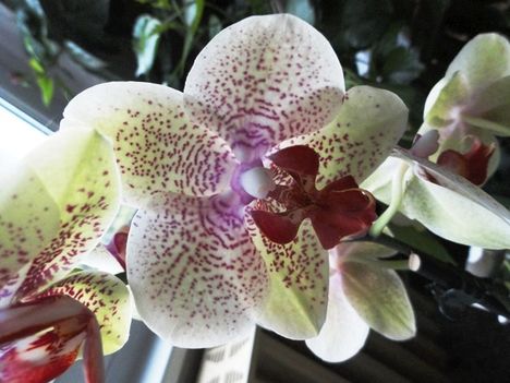 Orchideák 3