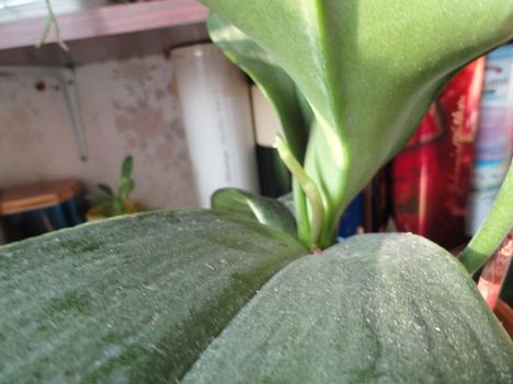 Orchideák 3