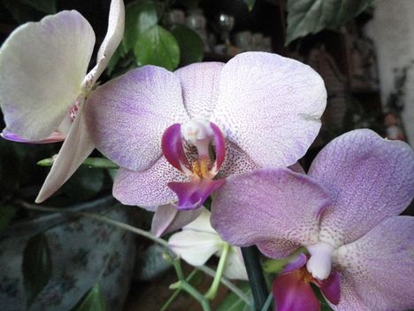 Orchideák 4