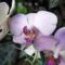 Orchideák 4