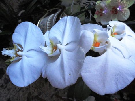 Orchideák 5