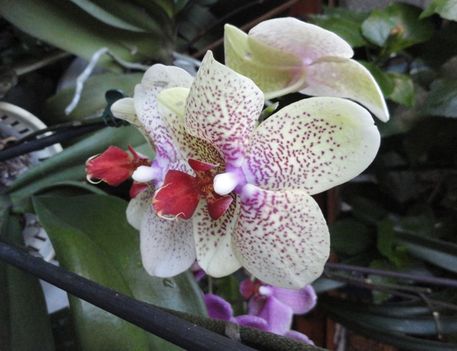Orchideák 8