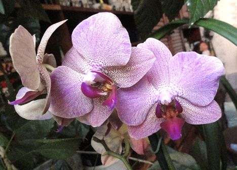 Orchideák 9