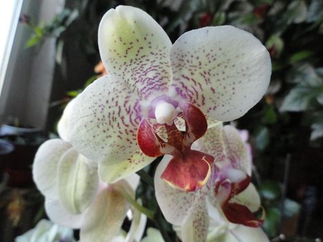 Orchideák  17