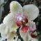 Orchideák  17