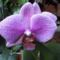 Orchideák  20
